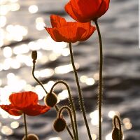Poppy Brink