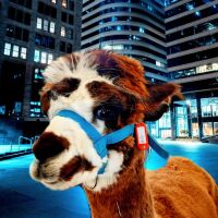 Rob