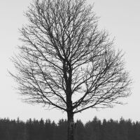 t.foto