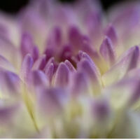 Pixelpoesie's avatar