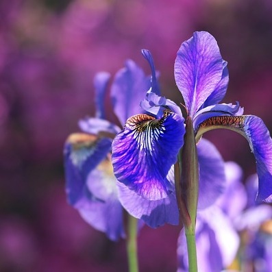 iris