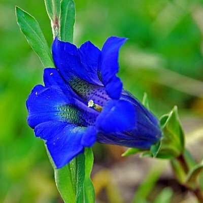 BleuEnzian