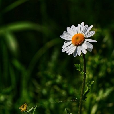 OutWalkingTakingPhotos