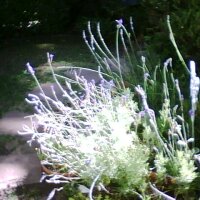 MigsGarden
