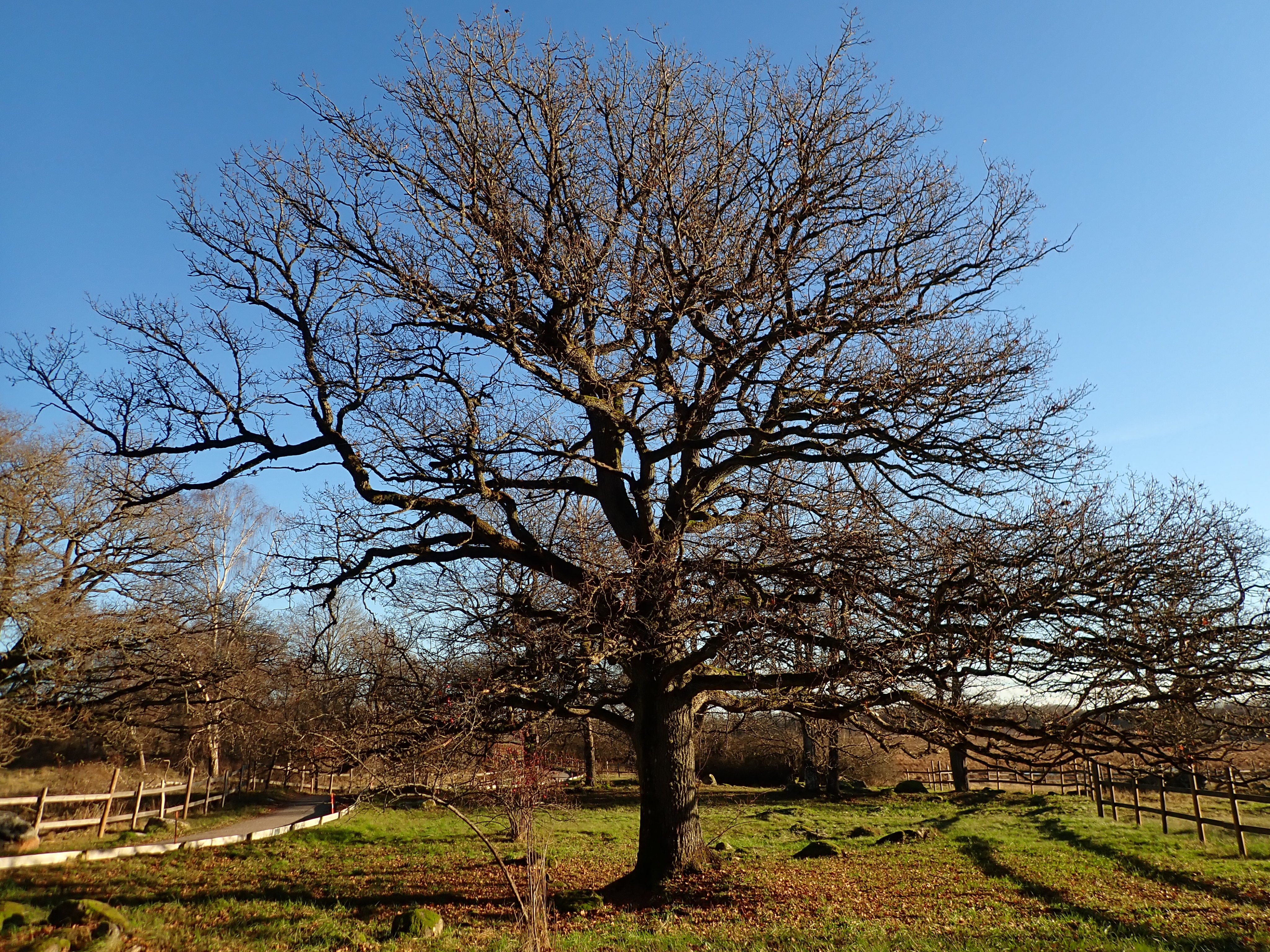 A wide tree without leves. Low standing sunlight from the left. Clear blue sky behind.