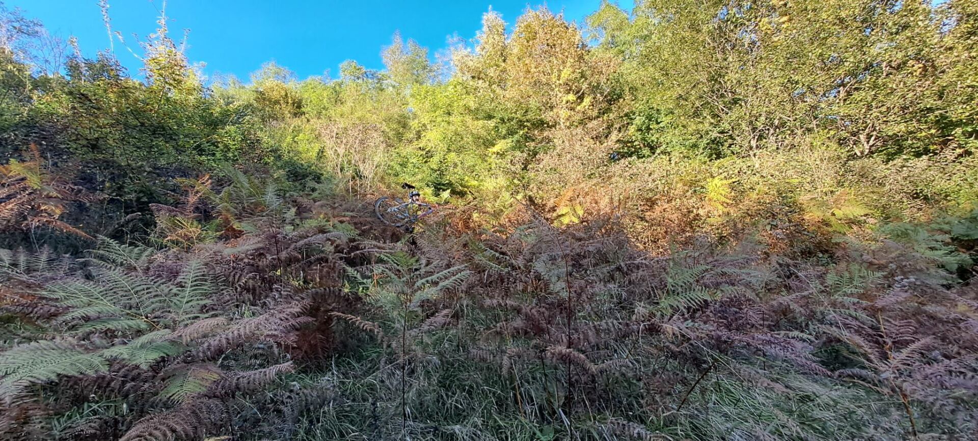 Hiding among the almost 2m tall ferns