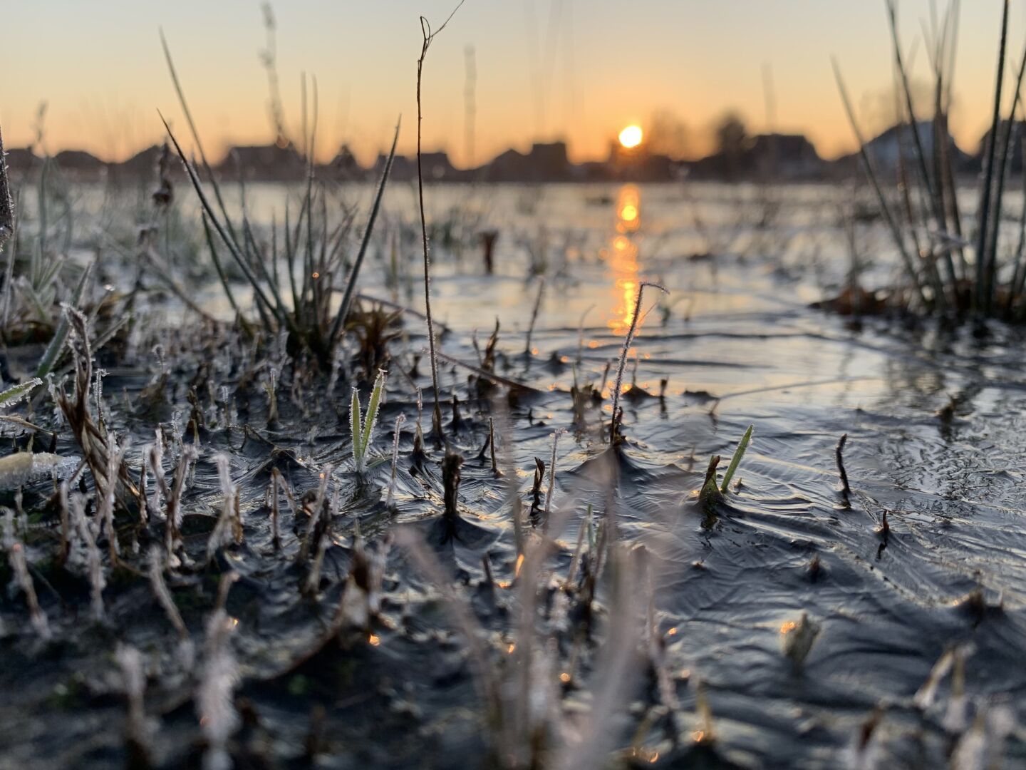 Frozen water wo grass in foreground, bottom. Dawn behind out of focus.