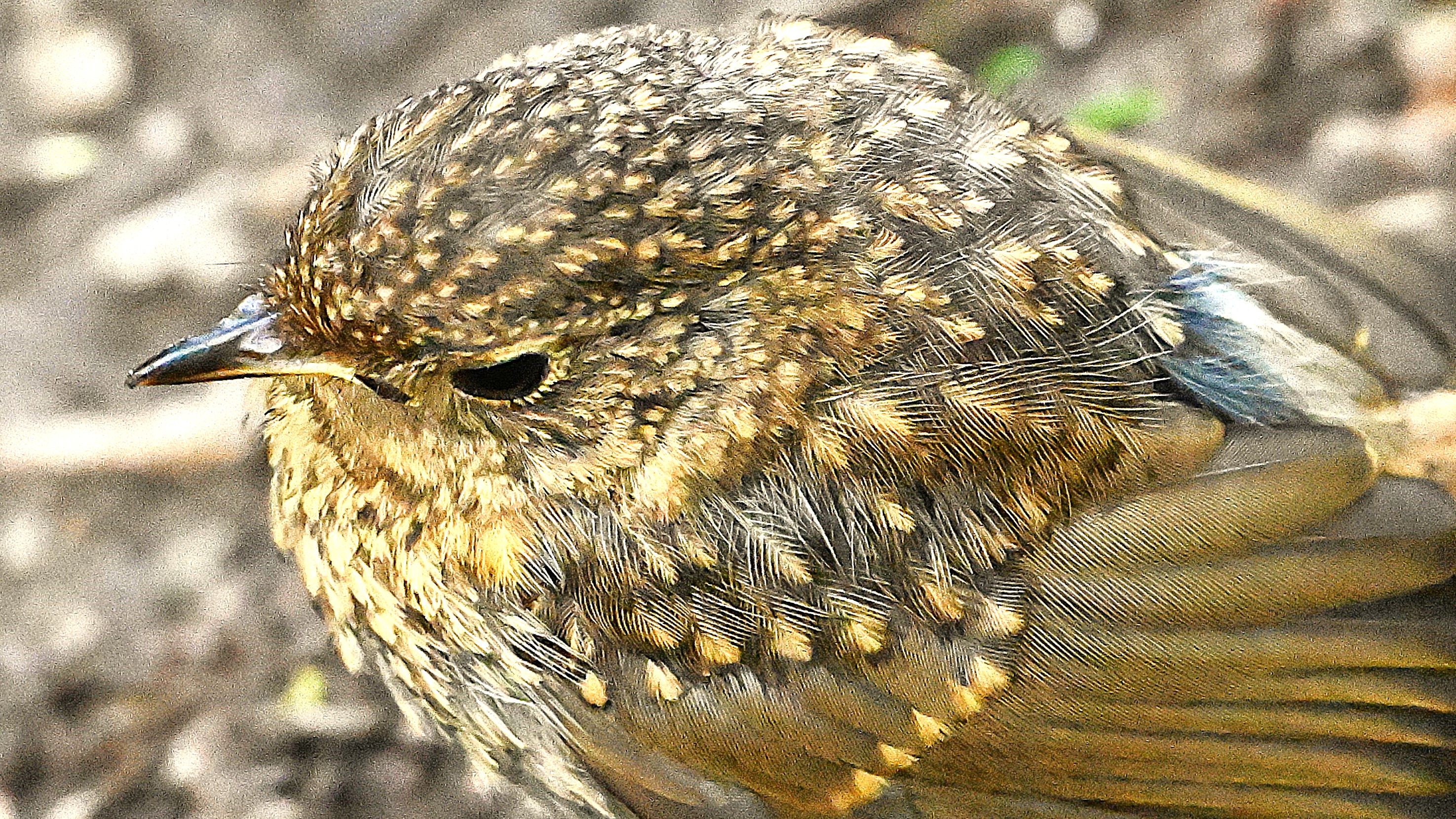 Head of a wren with beautiful plumage.
#myphoto Head of a wren with beautiful plumage.
#myphoto