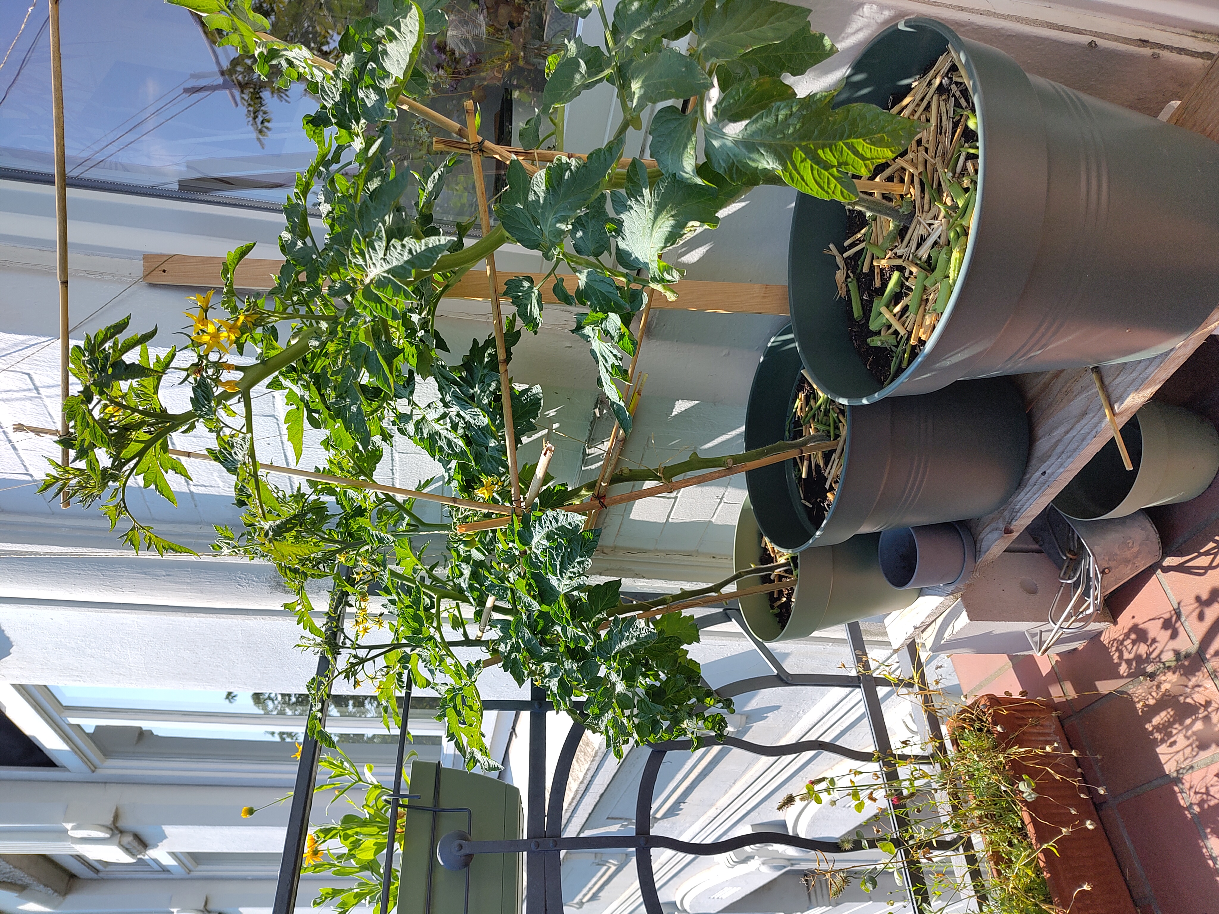 Drei Tomatenpflanzen in Kübeln auf einem Balkon