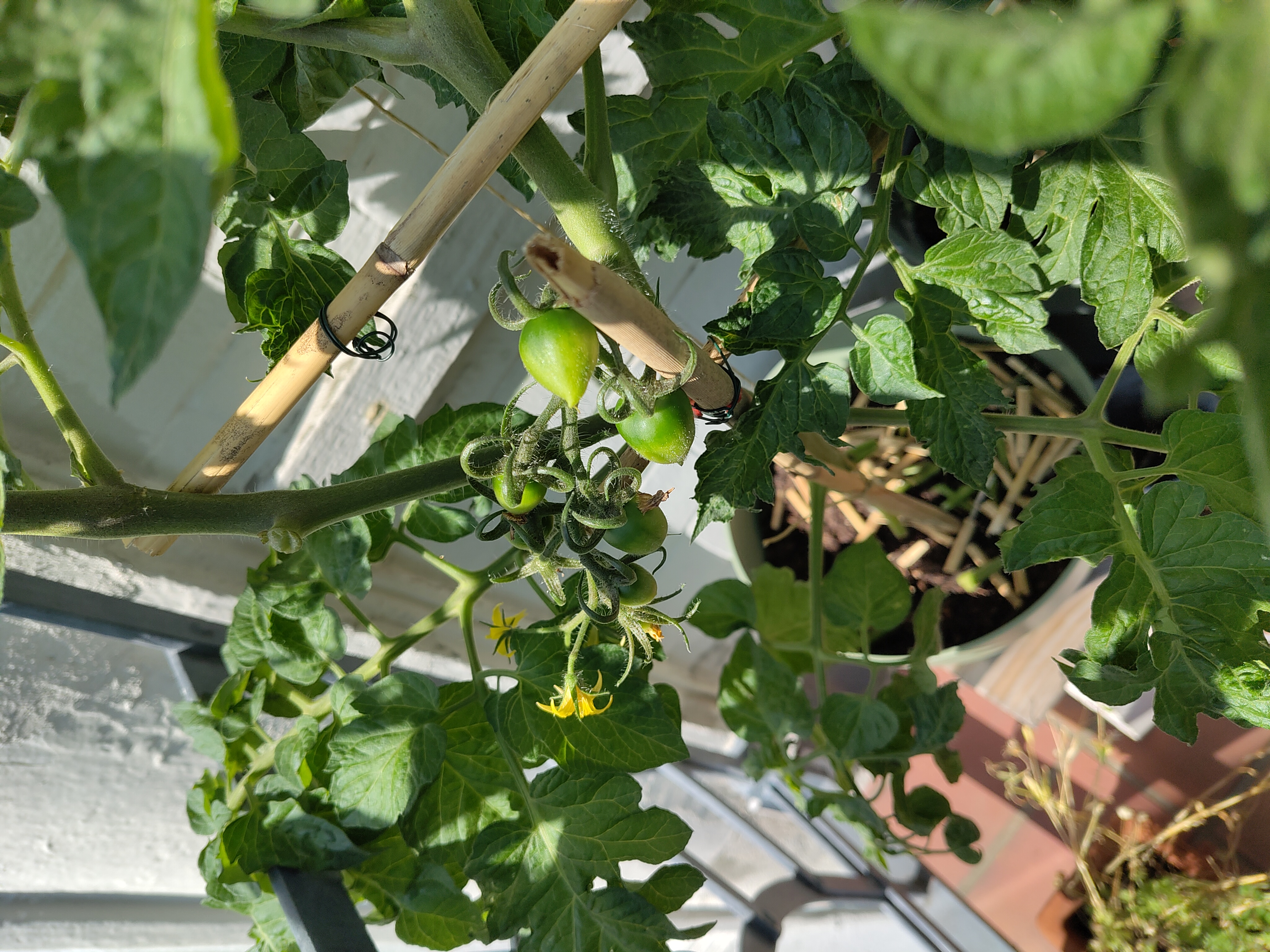 Nahaufnahme einer Tomatenpflanze mit kleinen grünen Früchten.