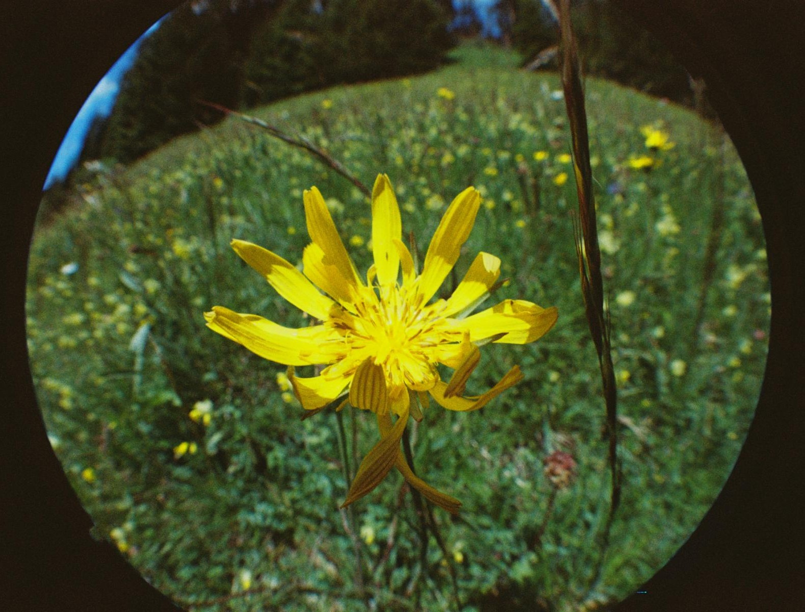 #fotovorschlag "ganz nah dran" #Lomo analoges Fotos mit Fisheye Objektiv