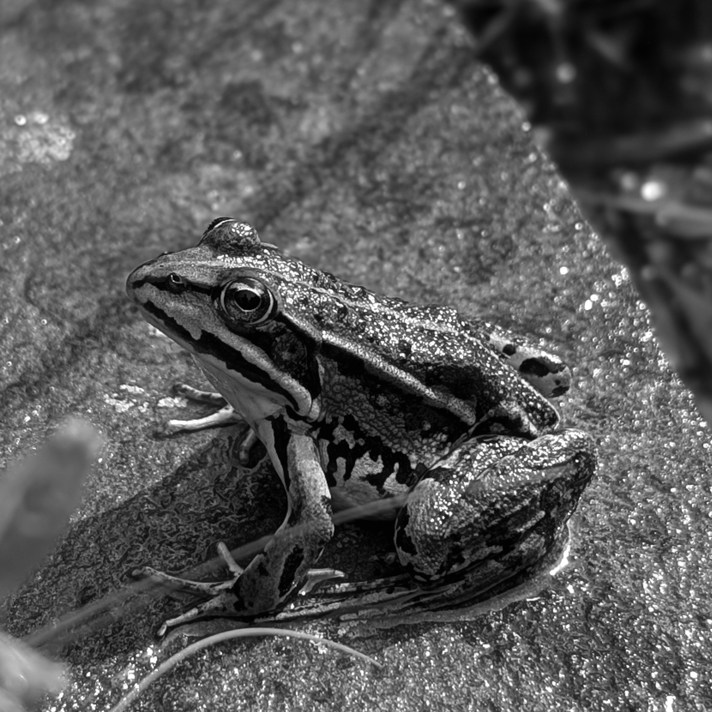S/W Bild eines Frosches auf einem Stein sitzend neben einem Gartenteich.
