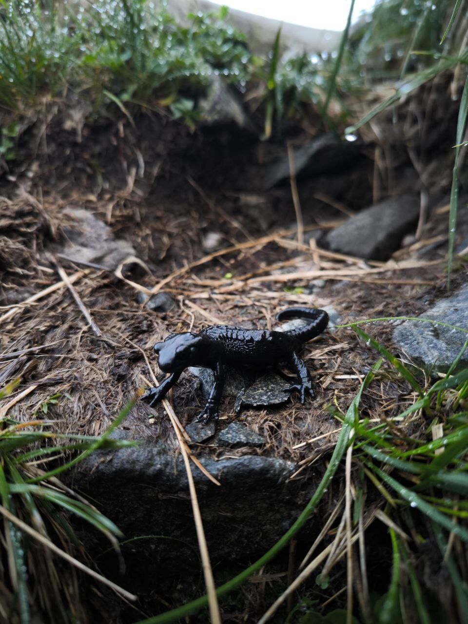 Ein Alpensalamander