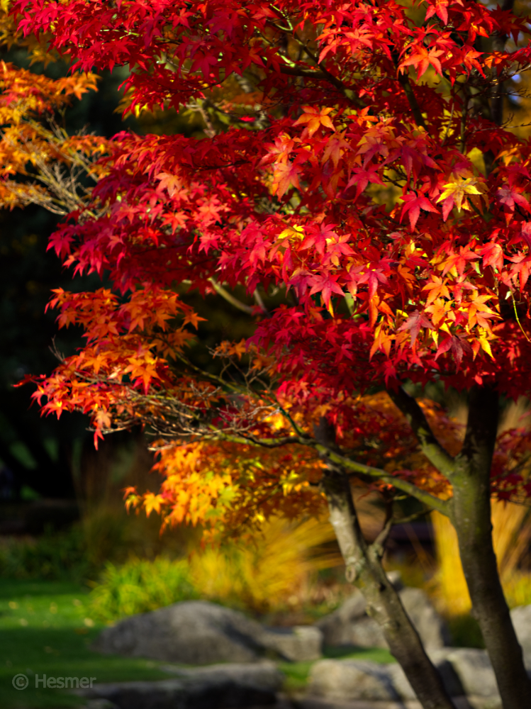 Ein japanischer Ahorn mit Herbstlaub. Die Blätter sind vor allem sehr rot, dazwischen und dahinter ein paar orangene und gelbe. Nur die roten Blätter vorn sind scharf.