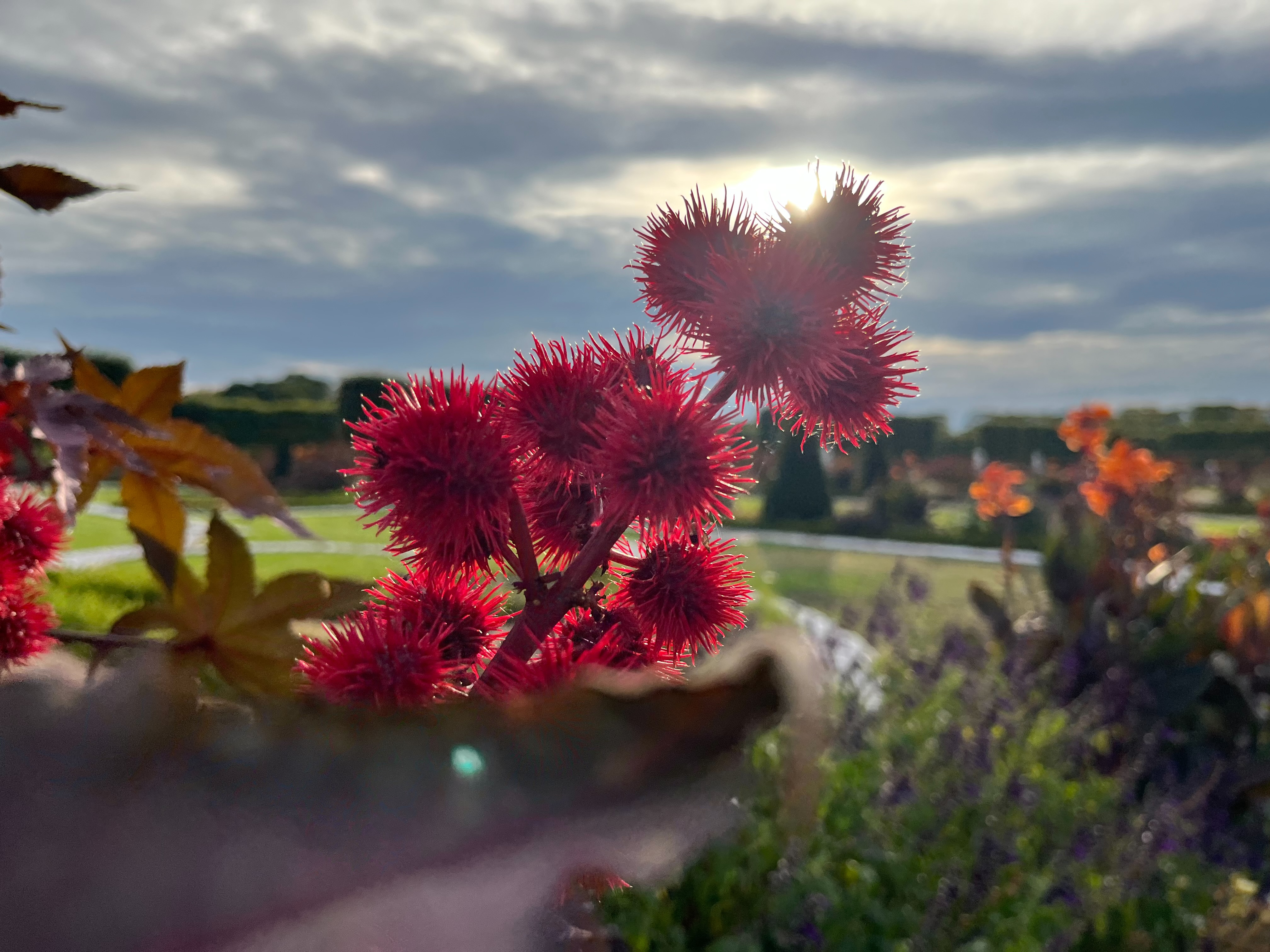 The photo shows a striking close-up of a spiky, red cluster of seed pods from a castor bean plant (Ricinus communis). The vivid red spikes stand out sharply against a softly blurred background of a garden landscape. The sun is partly hidden behind the pods, creating a glowing halo effect and backlighting the plant dramatically. In the background, you can see neatly maintained greenery, some orange flowers, and a partly cloudy sky, adding depth and contrast to the image. The overall impression is one of vibrant detail in the foreground with a calm, scenic setting behind.