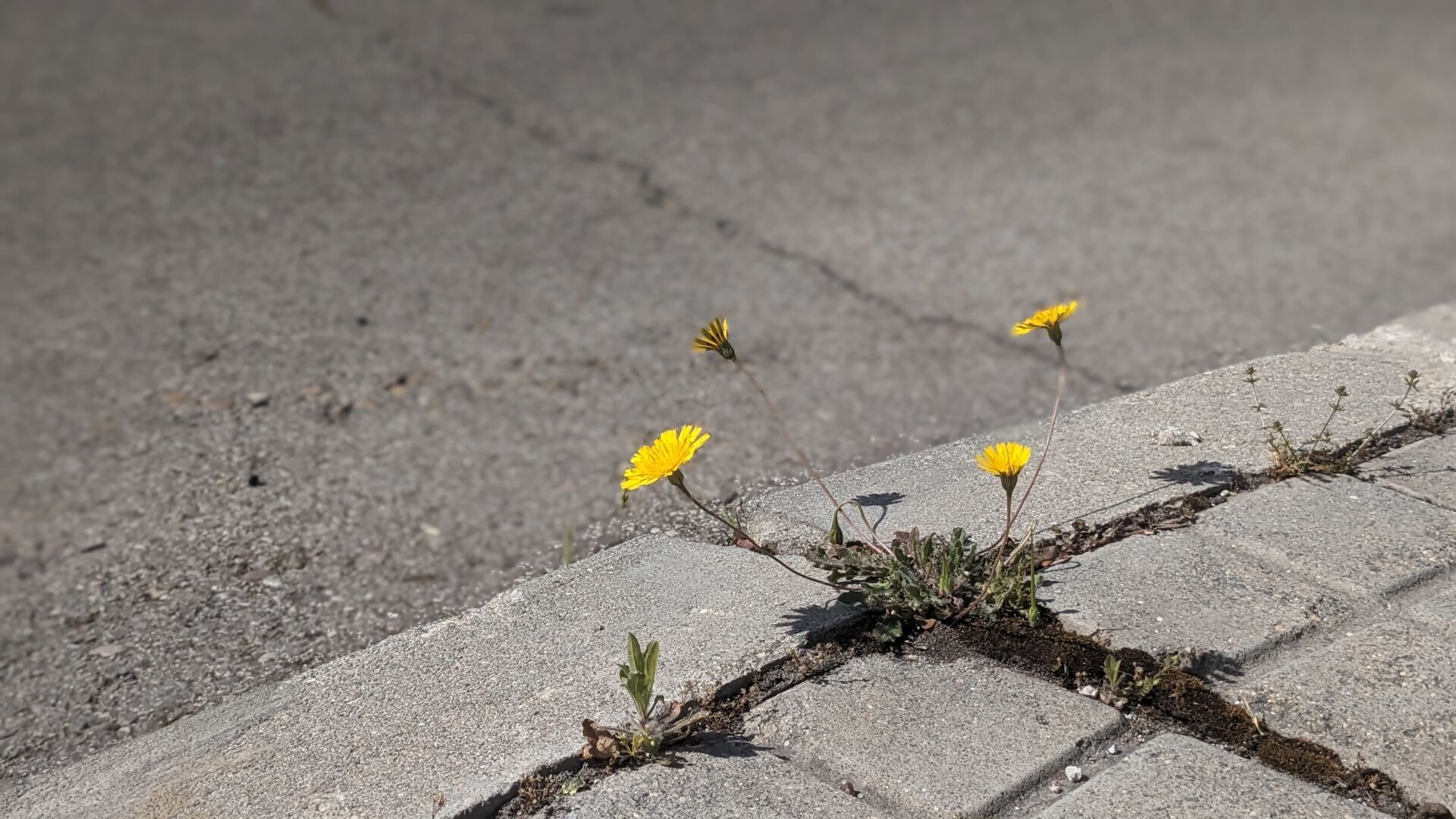 Flor entre las grietas del asfalto