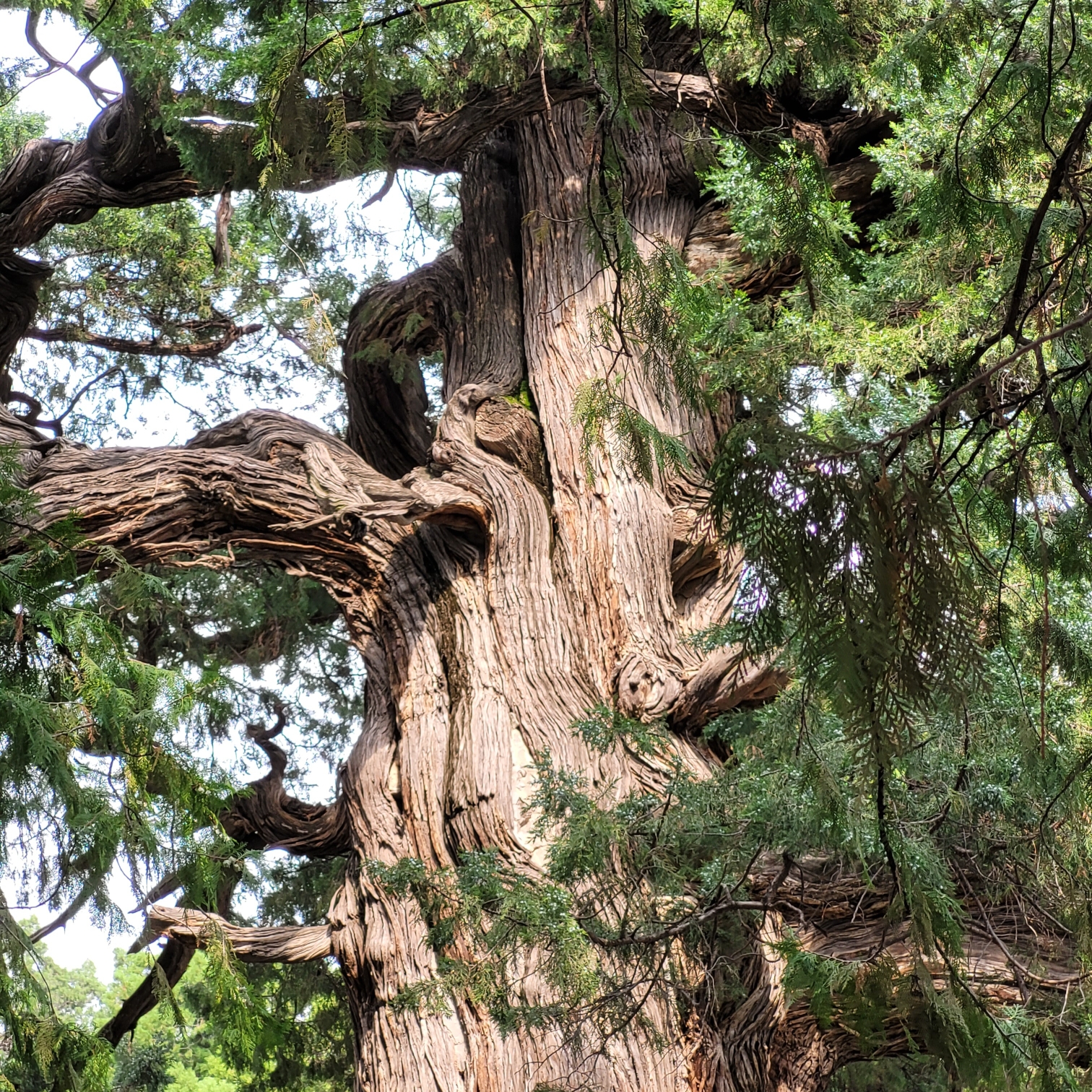 the trunk and arms of a seven centuries old pine tree