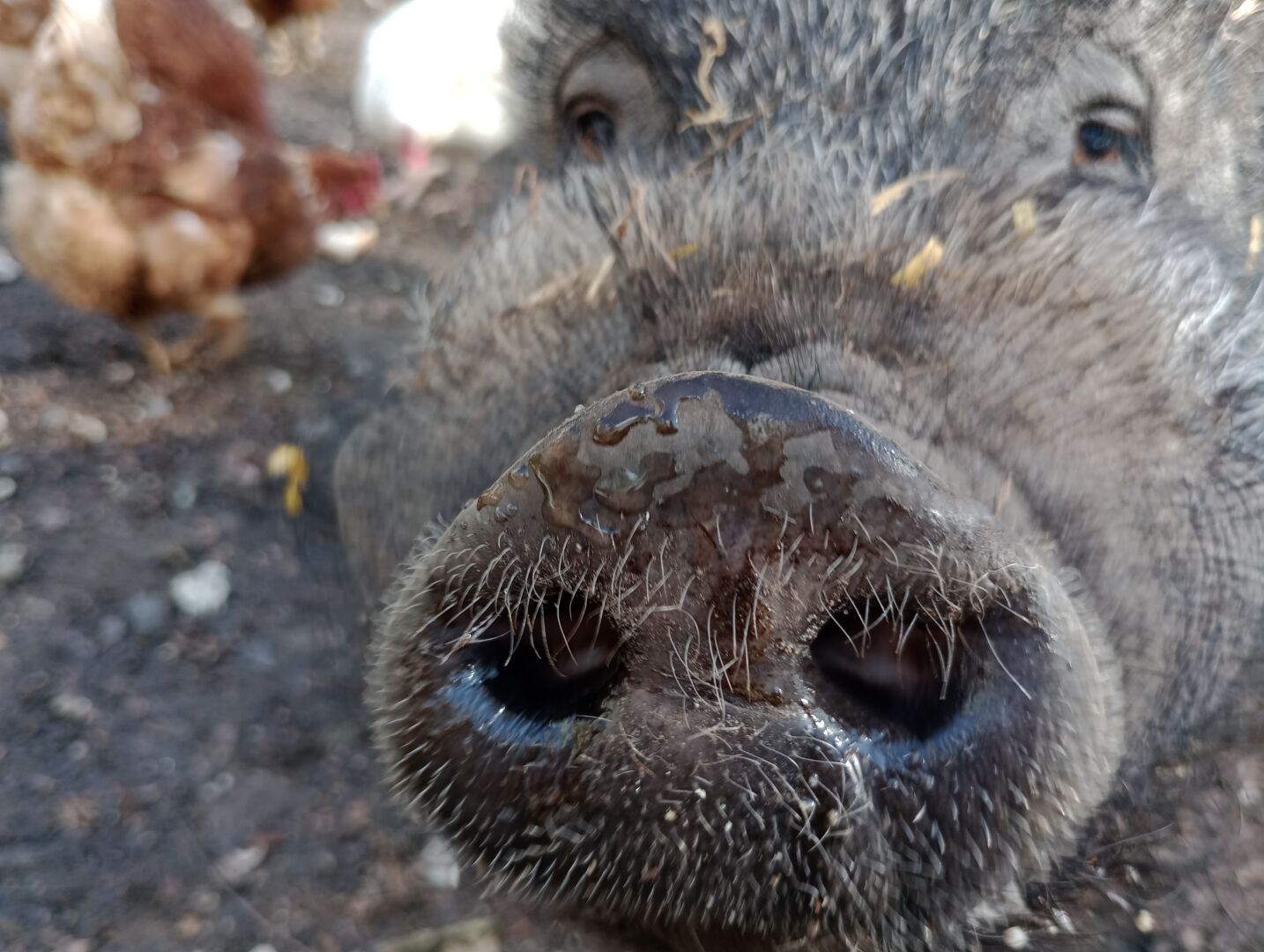 close-up photo of a pot-bellied pig named Ole showing its nose in focus