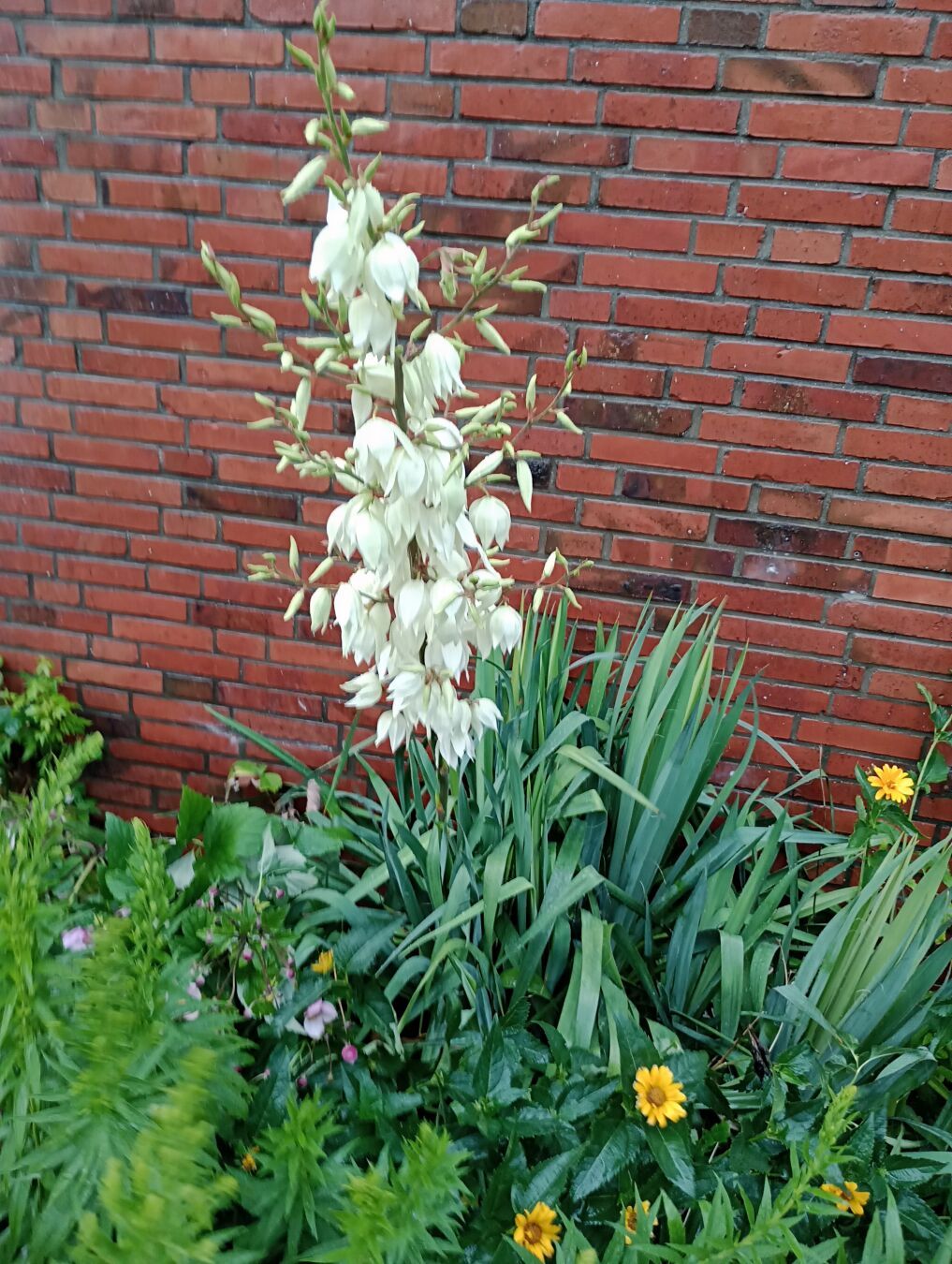 Foto: Eine Yucca (filamemtosa) blüht weiß vor einer roten Backsteinwand