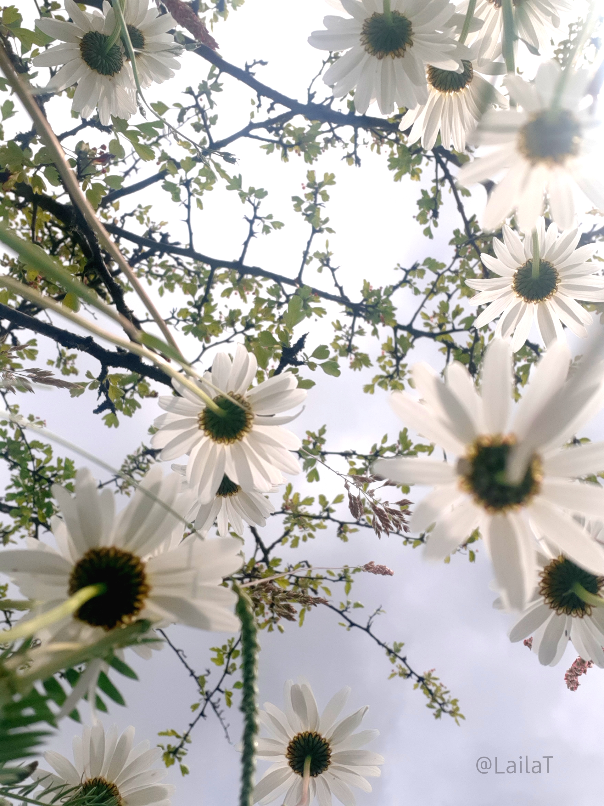 Wiesen-Margeriten von unten fotografiert, sodass ihre Stängel zu sehen sind, die Unterseite ihrer Blüten sowie grüne Zweige und grauer Himmel.