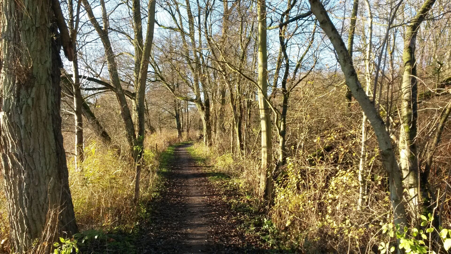 Trail in Denmark, 2014