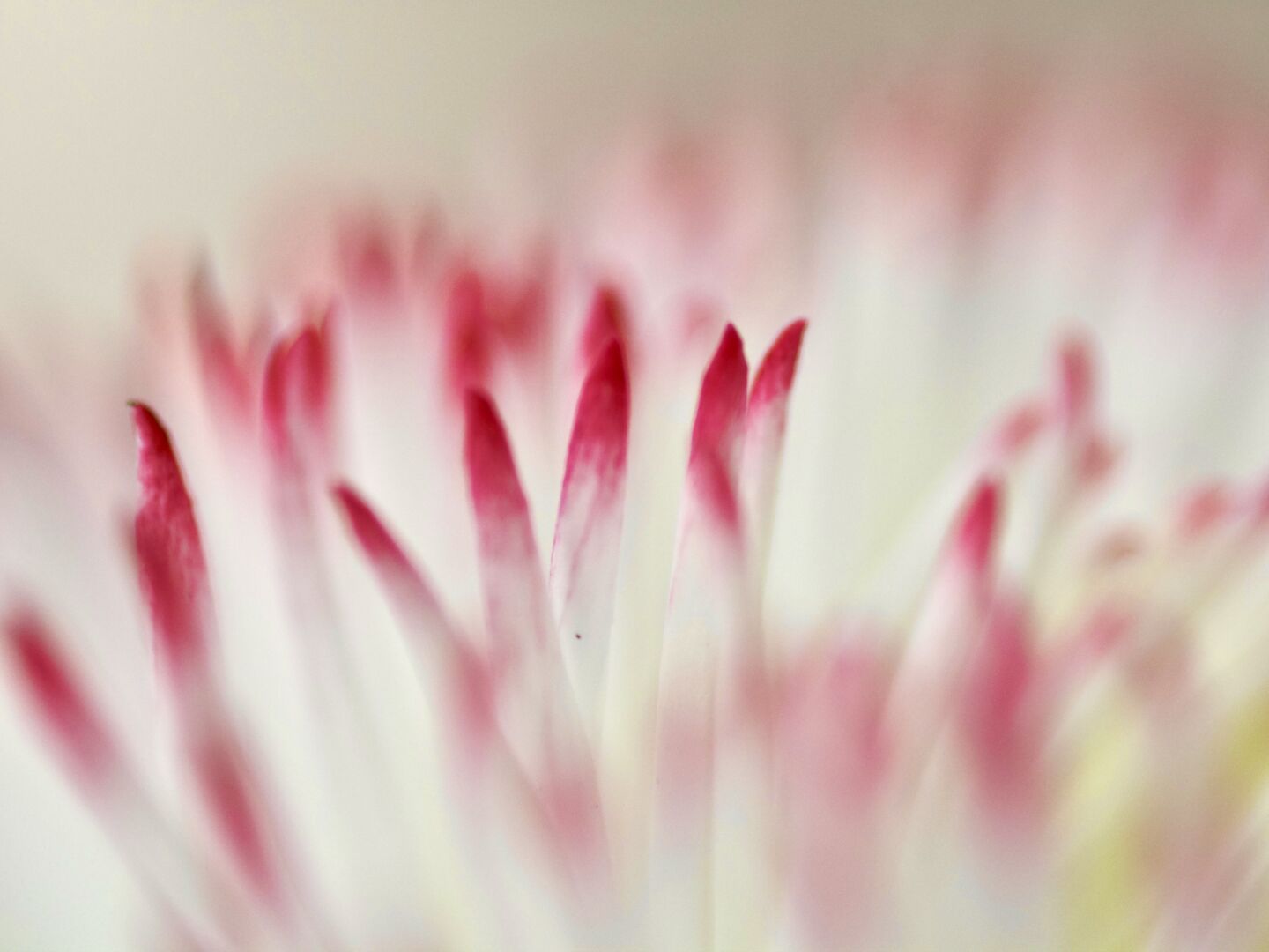 Discovering beauty in small things...

#flowers #flowerpower #macrophotography  #photography  #omsystem