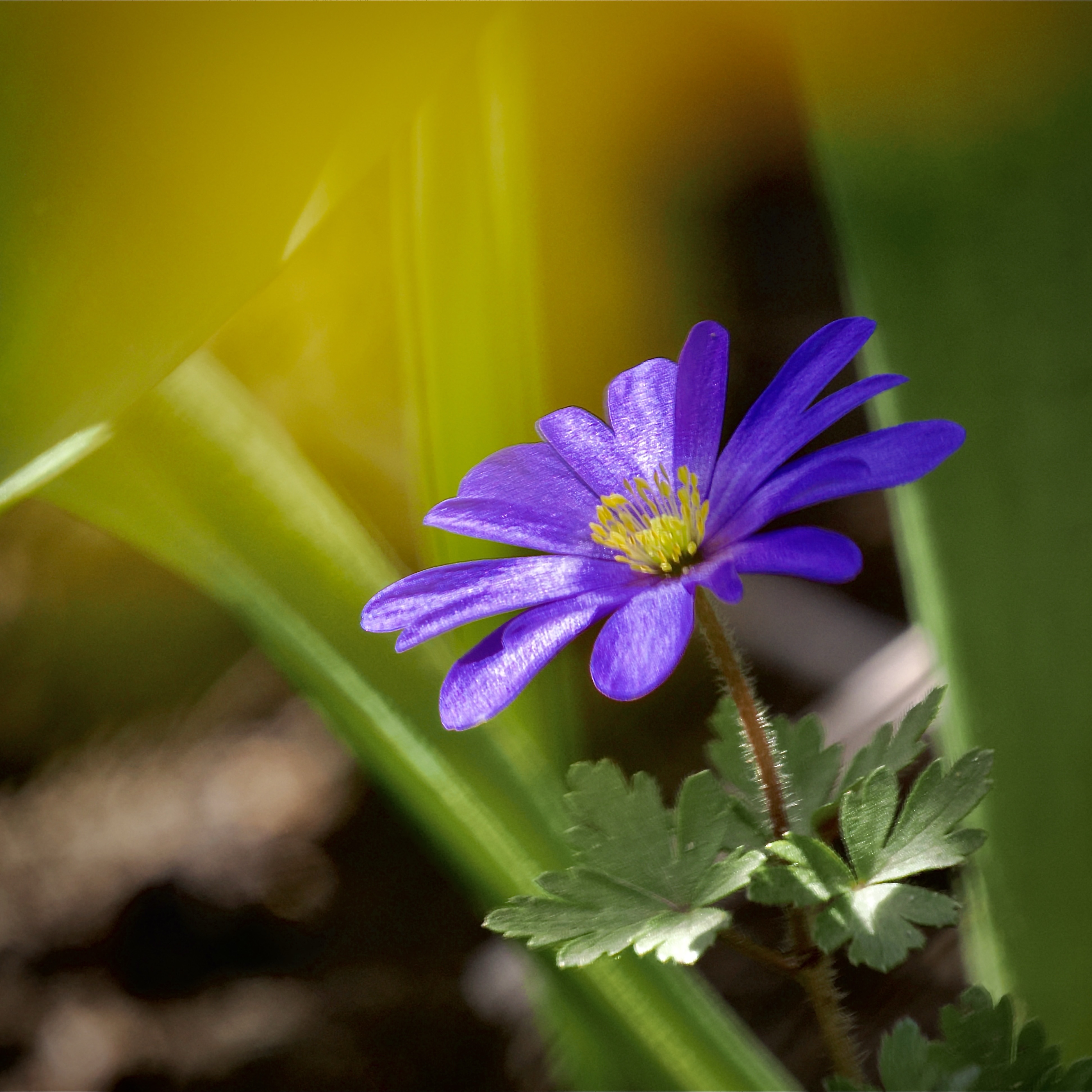 Anemone blanda

#FotoMontag #photography