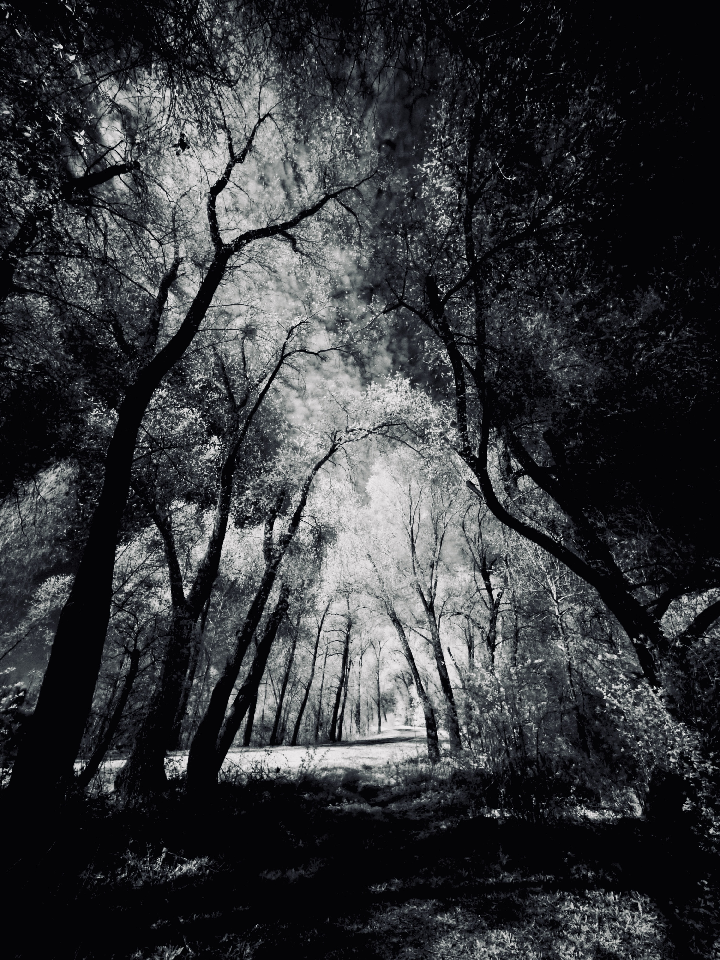 #monochromemonday #FotoMontag #woodwalking #photography #omsystem