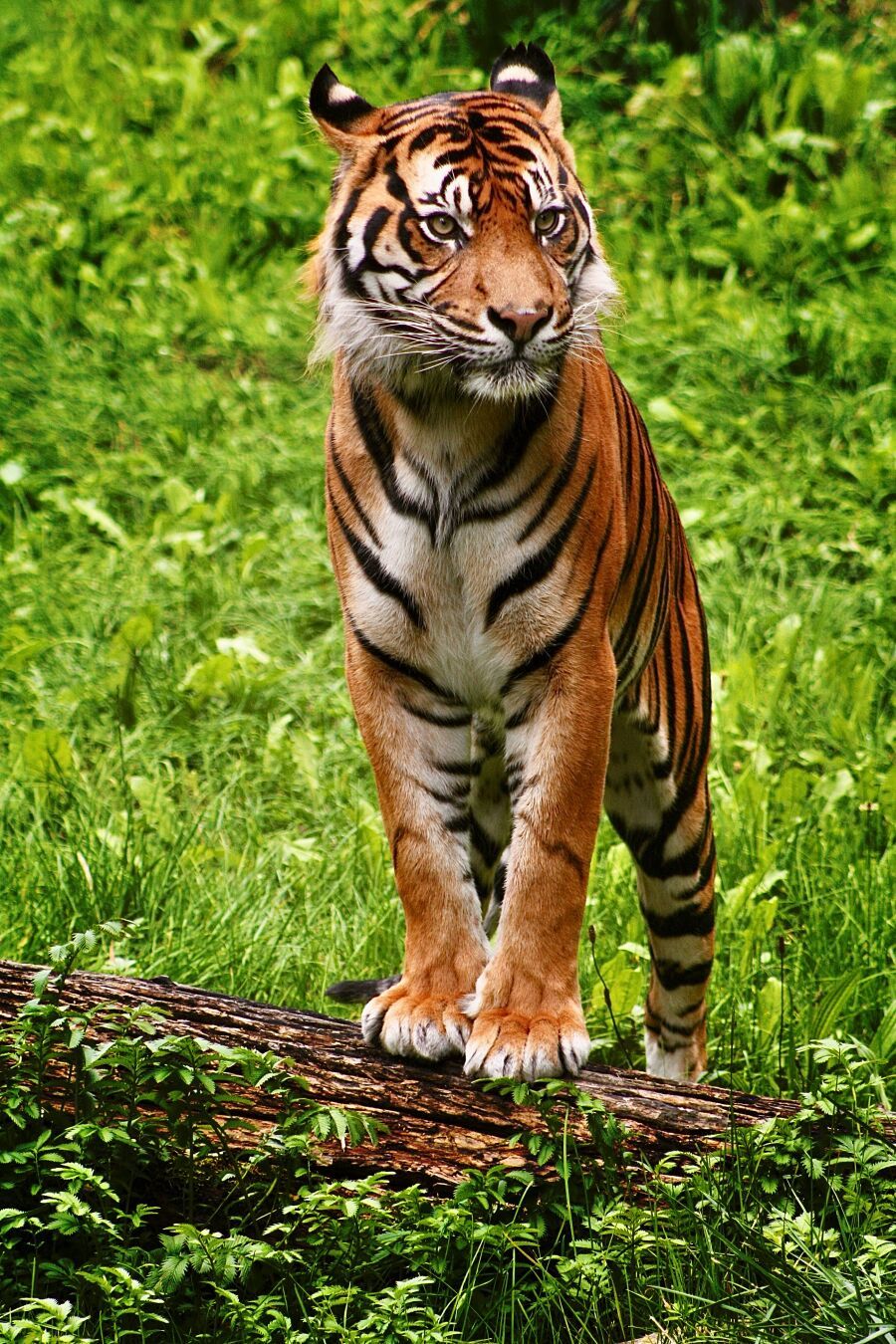 Mr. Tiger

'Tierisch, tierisch' 
#FotoVorschlag
@FotoVorschlag@photog.social