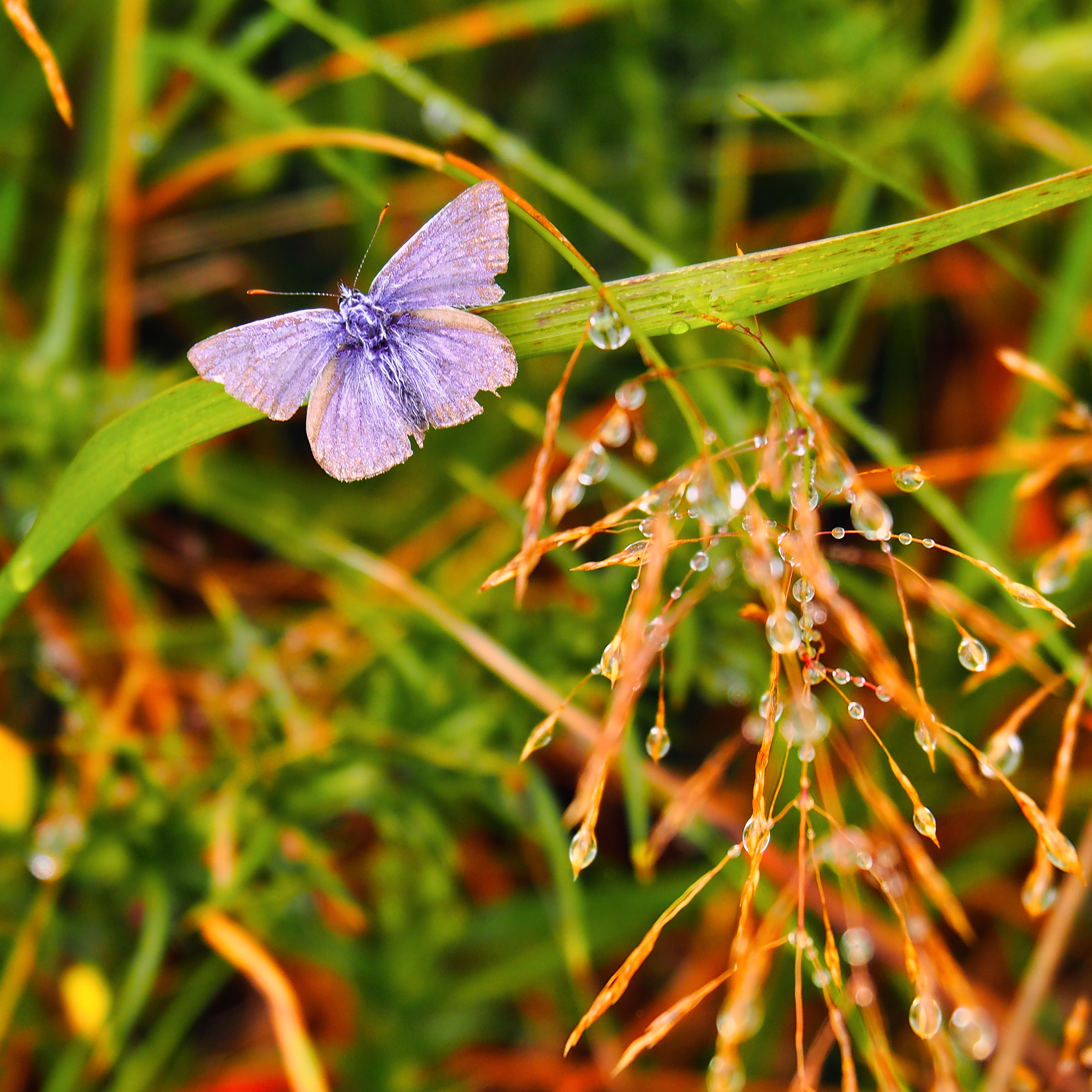 The last butterfly

#autumnmood #butterfly #bläuling #alterfalter #dew #mothernature