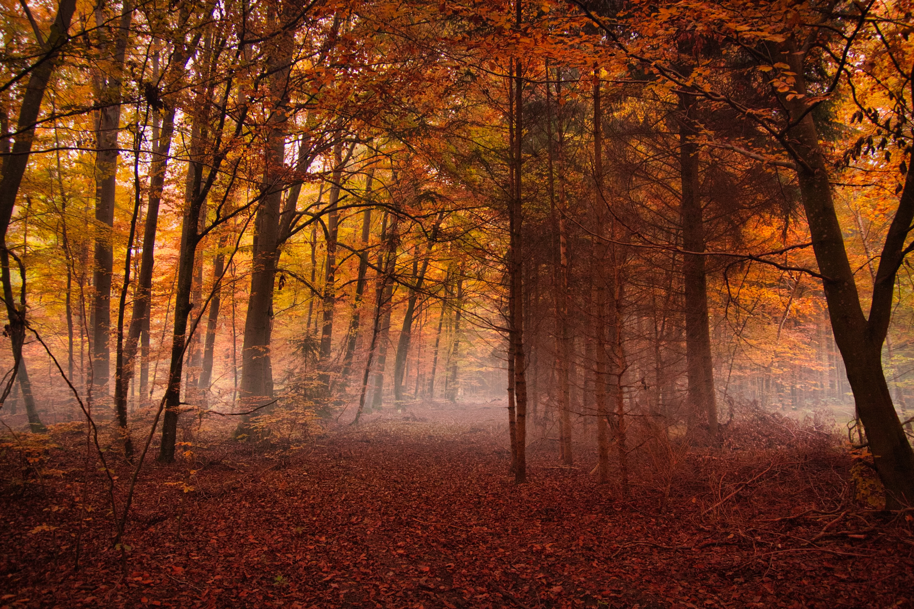 Autumn mysticism

#autumwoods #mist #mysticwoods #mothernature #autumncolors #photography