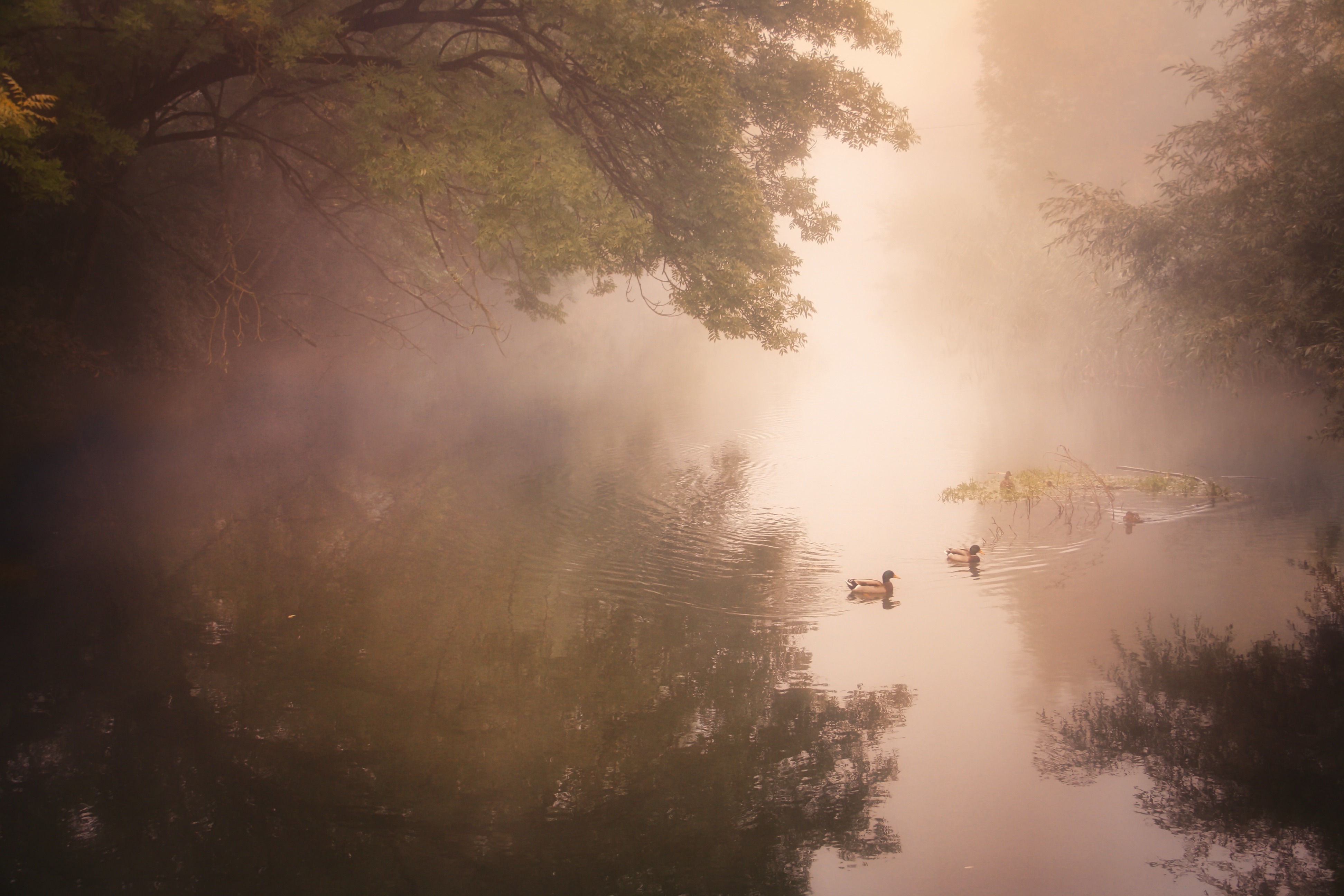 Morning mist on the river

#landscape #river #foggymorning #ducks #autumncolors #photography