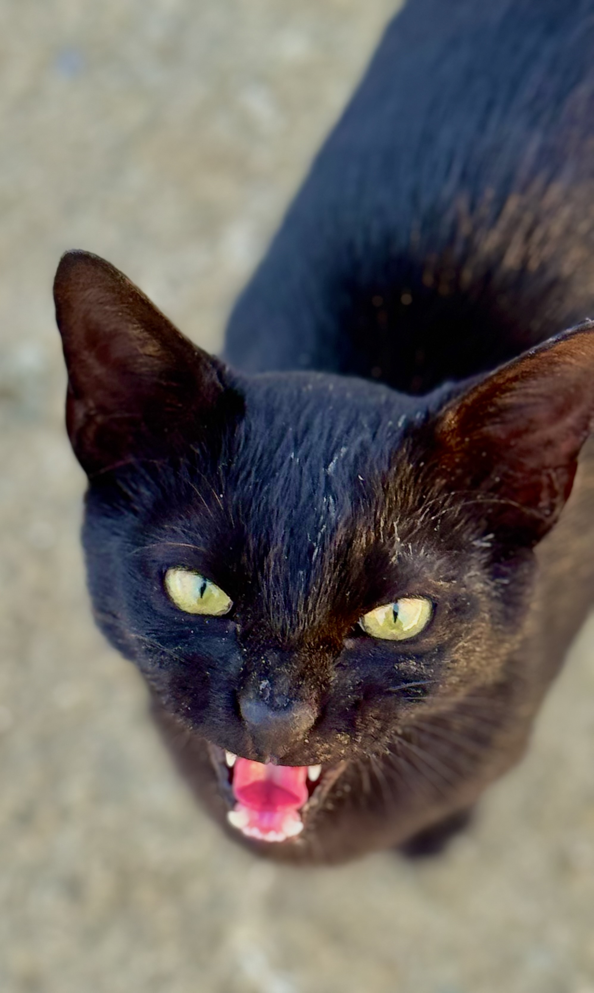 Happy #caturday 

#photography