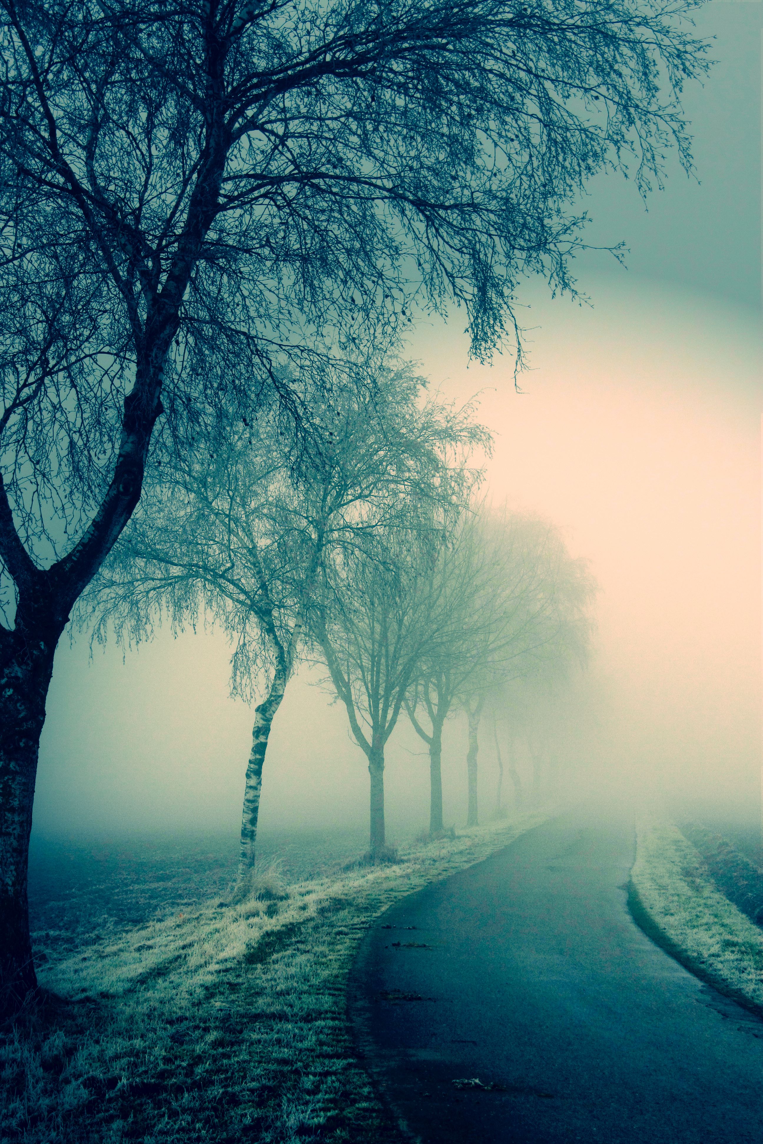 Foggy road

#fog #trees #countryroad #mist #november #autumnmood