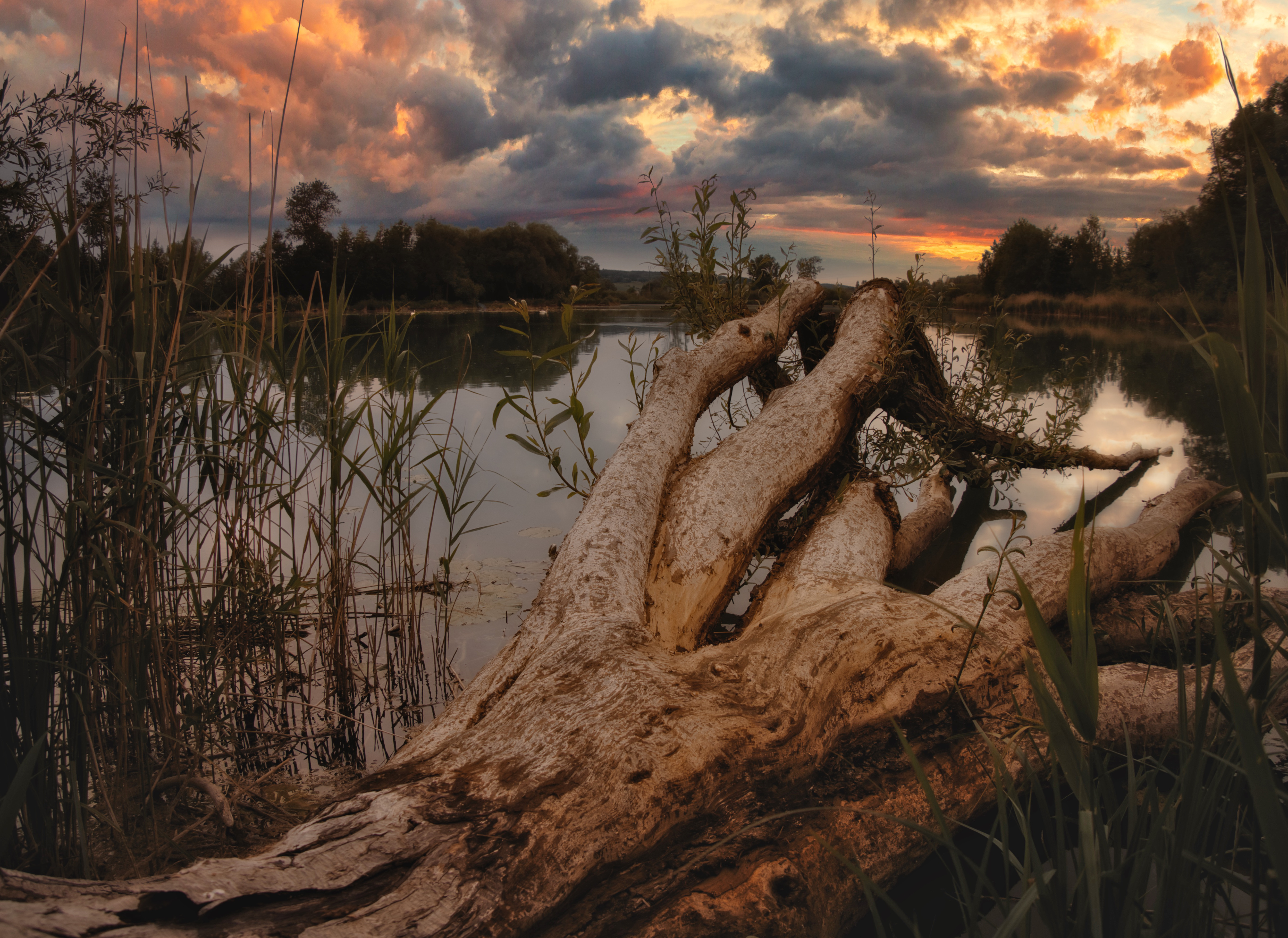 Pond in the Danube marshes

#silentsunday #sunset #photography #omsystem