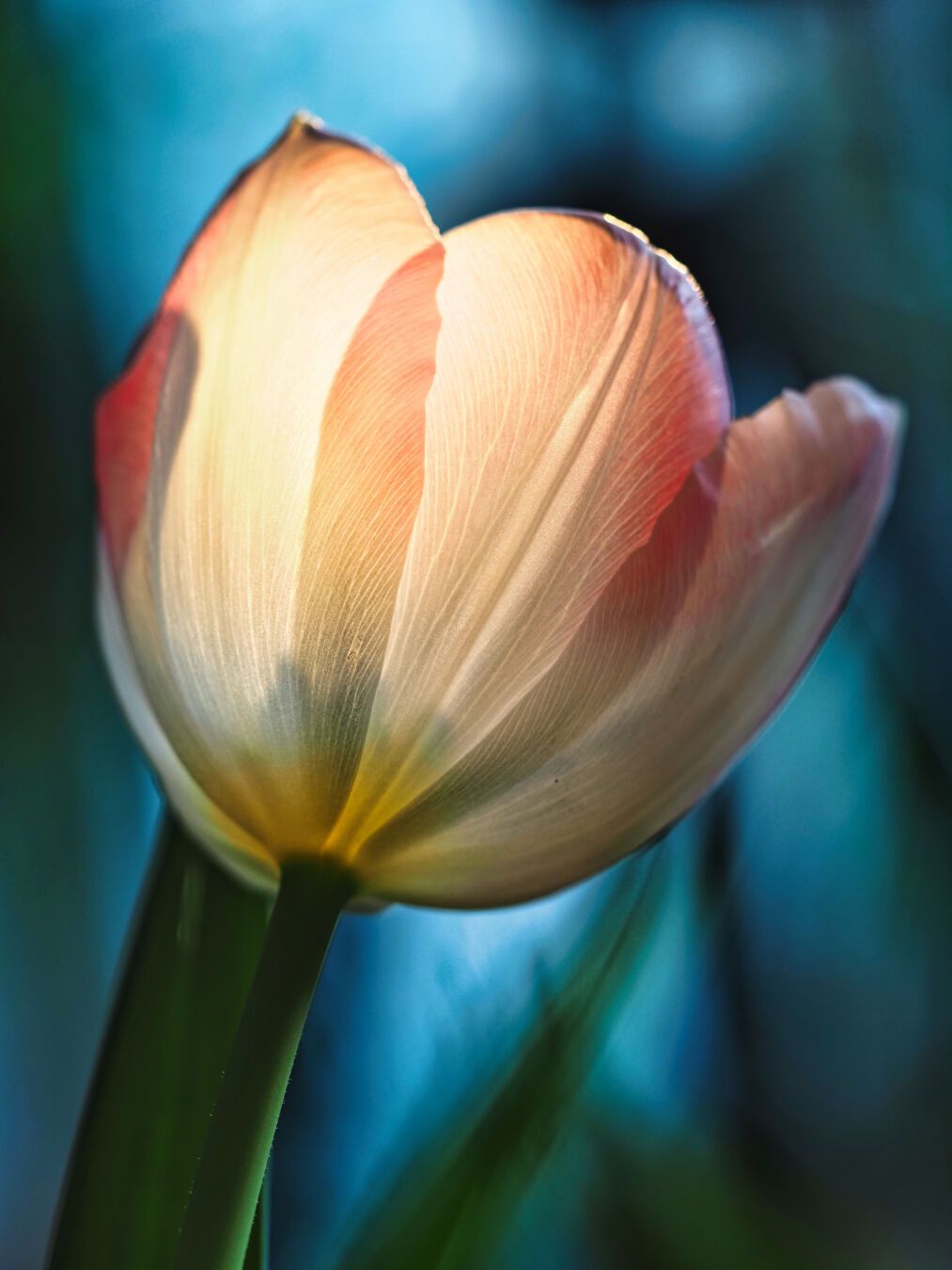 study of a tulip blossom

#flower #flowerpower #springmood #makro #macrophotography #tulipmania