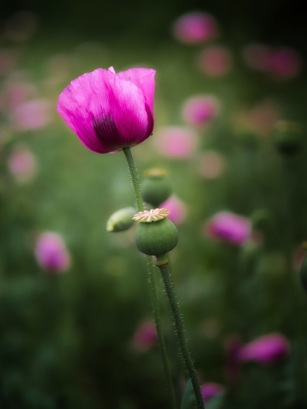 Think pink!

#poppy #poppyflower #mothernature #photography