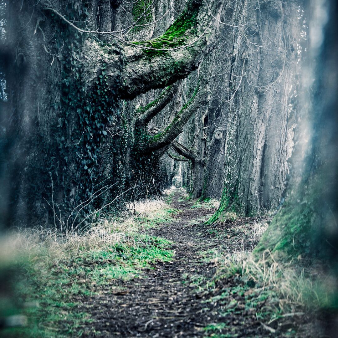 There is always a path…

#trees #allee #photography #nature #omsystem 

#andahappymewyear 🙋🏼‍♂️