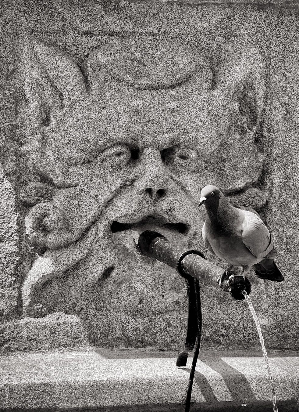 Don't steal my pipe

#fountain #pidgeon #blackandwhite  #photography