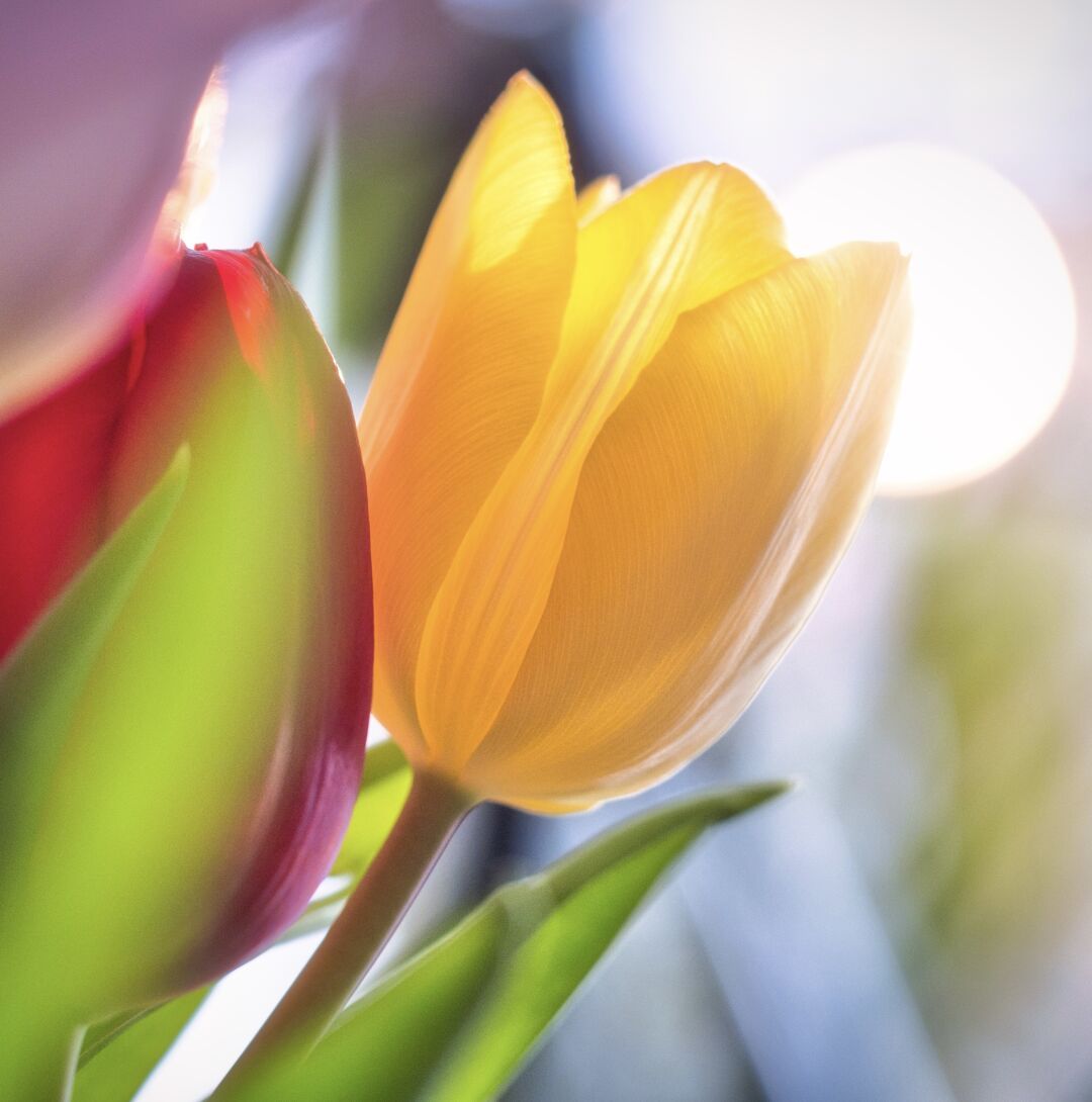 Colors of tulips

#flowers #tulips #springmood #photography