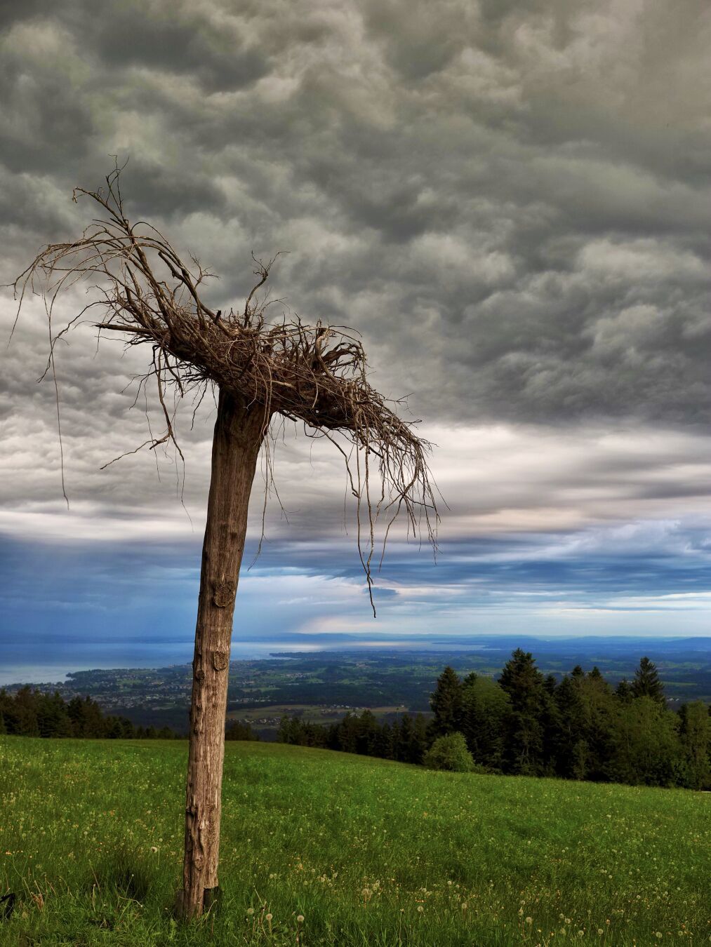 upside down tree

#photography #nature #thunderstorm #lakeconstance #silentsunday