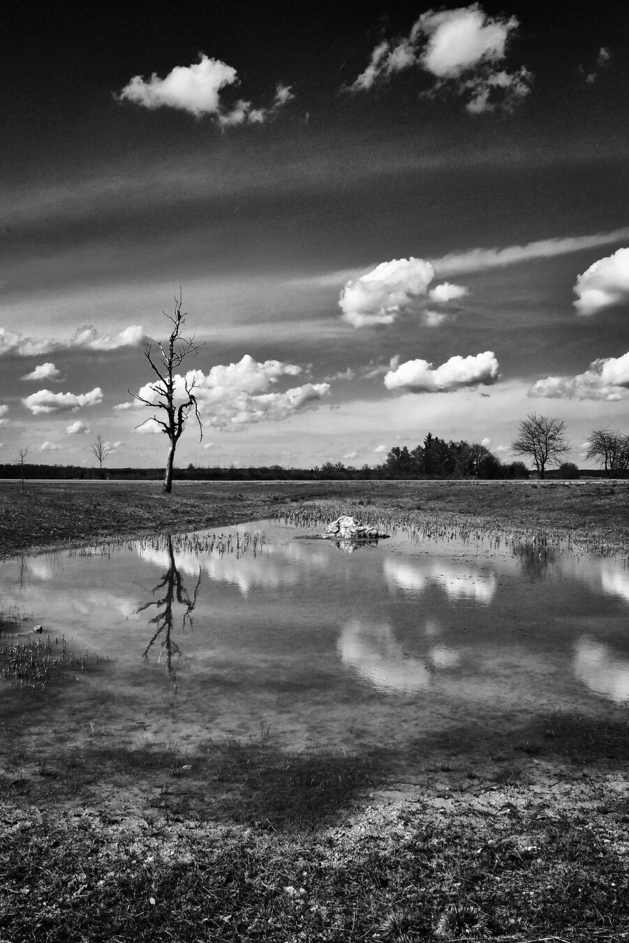 A dead tree

#blackandwhitephotography #monochrome #monochromemonday #fotomontag #landscapephotography #photography