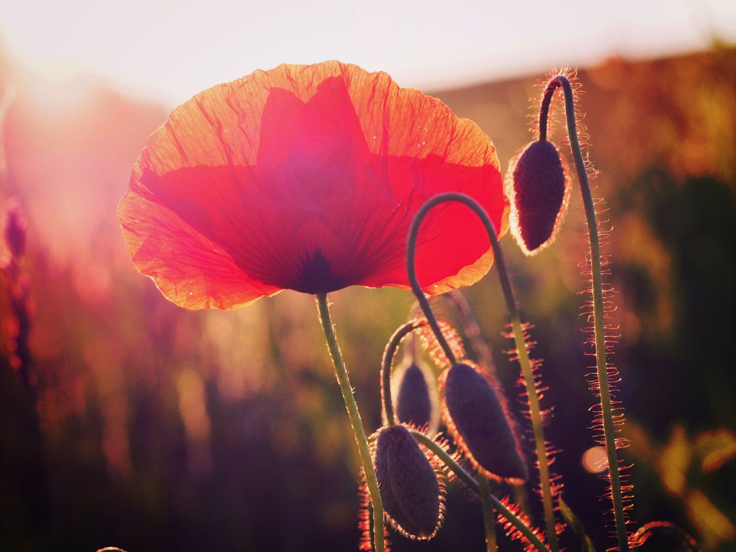 Red kisses your eye

#poppyflowers #red #thatsmysunday #flowerpower #mothernature #backlight #photography