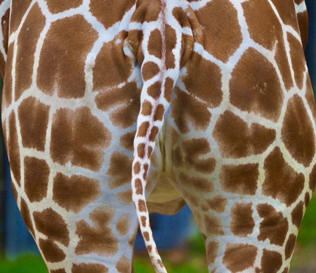 Giraffe, rear end