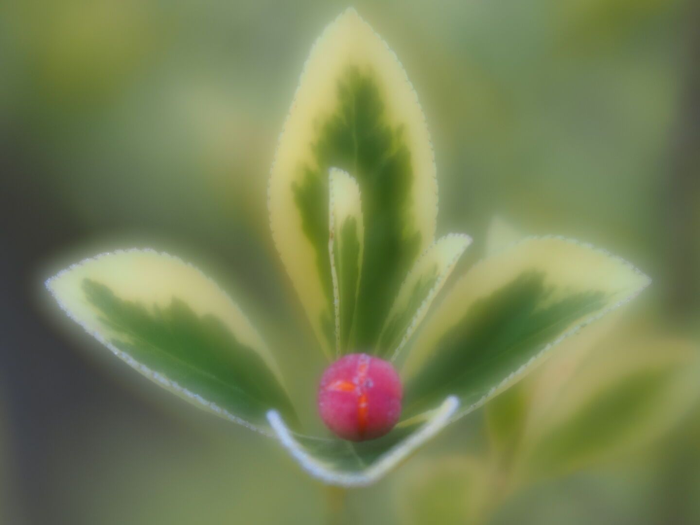 Euonymus berry

#macrophotography #lensbaby #omsystem #photography #velvet