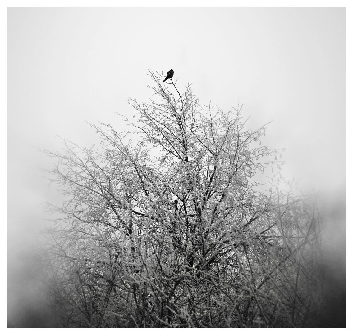 The old year is still sitting on a dry branch, ready to fly away… 

Have a good start to everything new that is coming!

#kestrel #photography #blackandwhitephotography  #bnw #monochrom #lastdayoftheyear