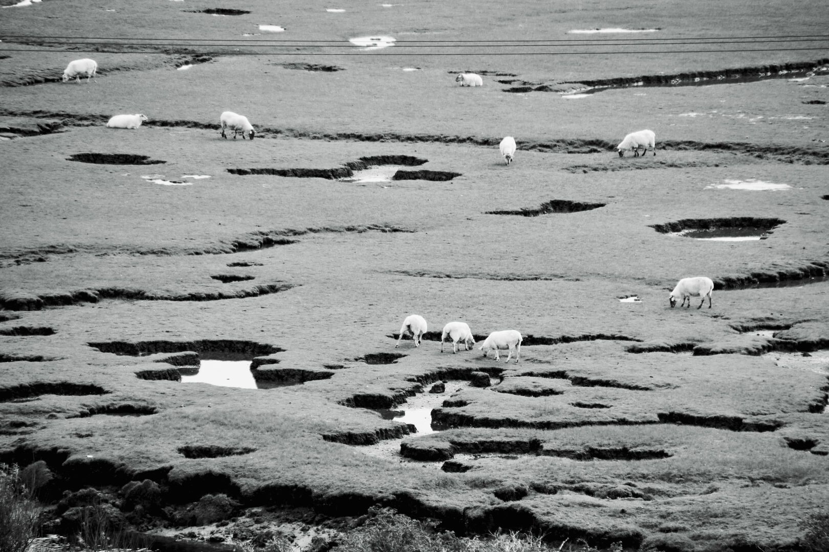 #sheeps

„Harmlessly passing your time in the grassland away
Only dimly aware of a certain unease in the air
You better watch out…“ 
(Pink Floyd -Sheeps)

#blackandwhite #photography #ireland