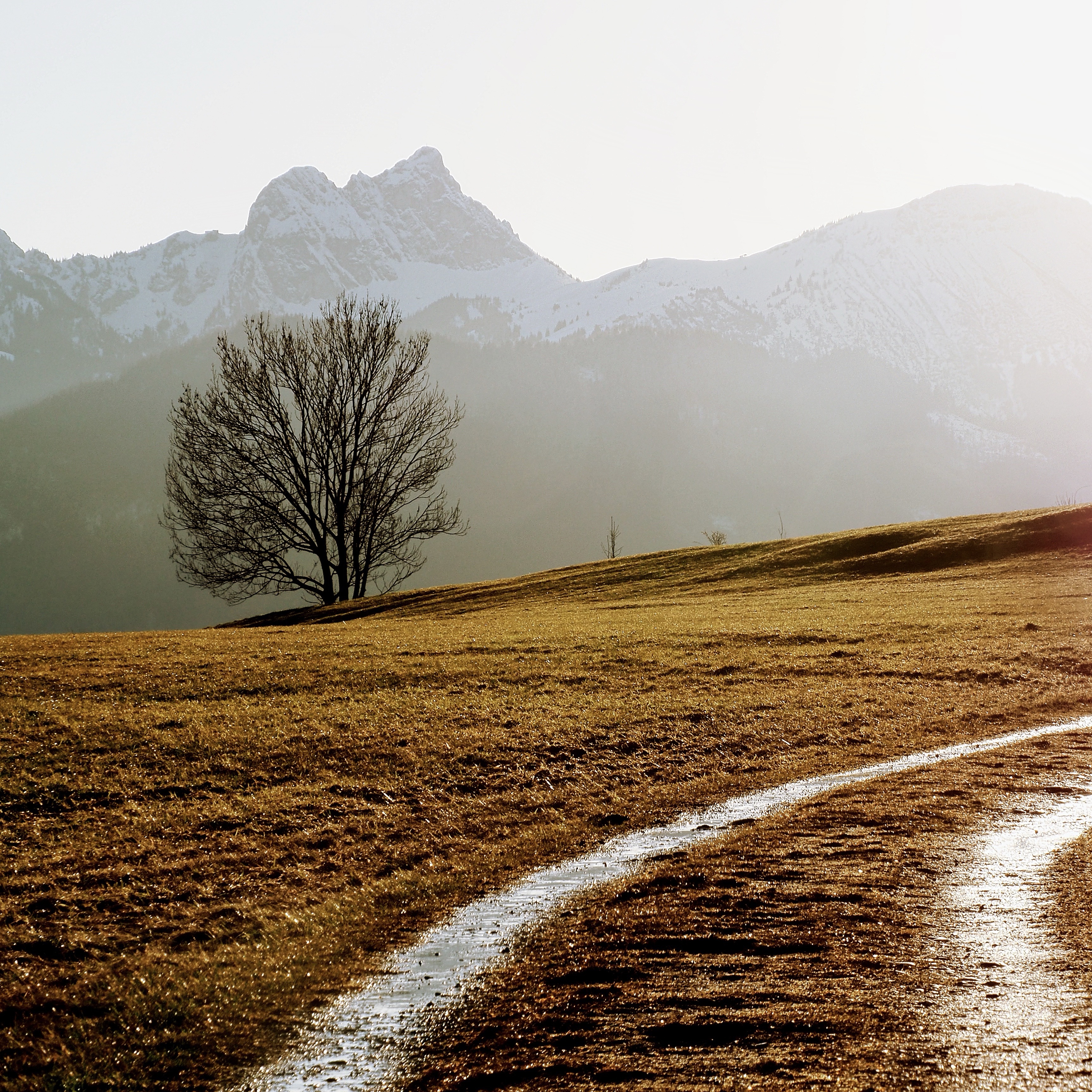 Between light and silence

#alps #bavarianalps #allgaeu #mountains #singletree #landscapephotography #photography #omsystem