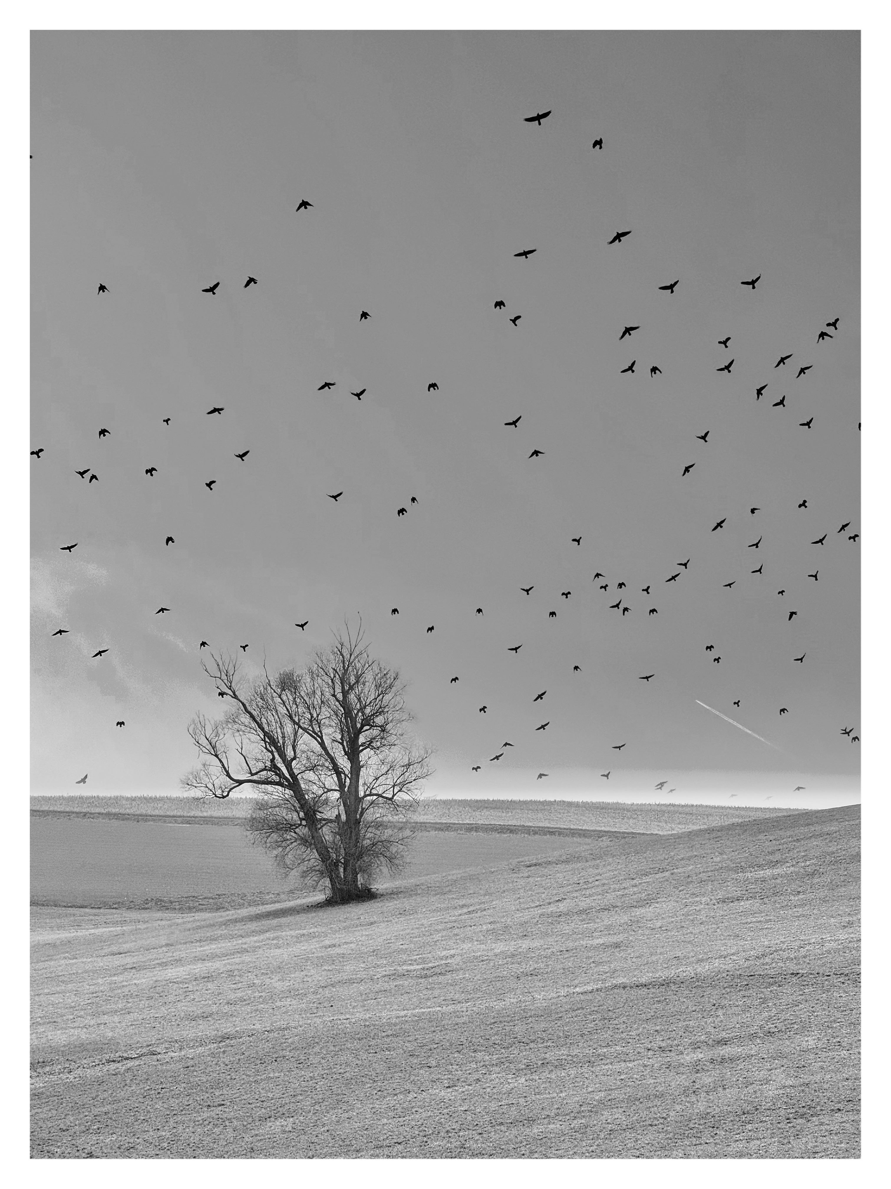 #silentsunday

#crow #blackandwhite #photography #singletree