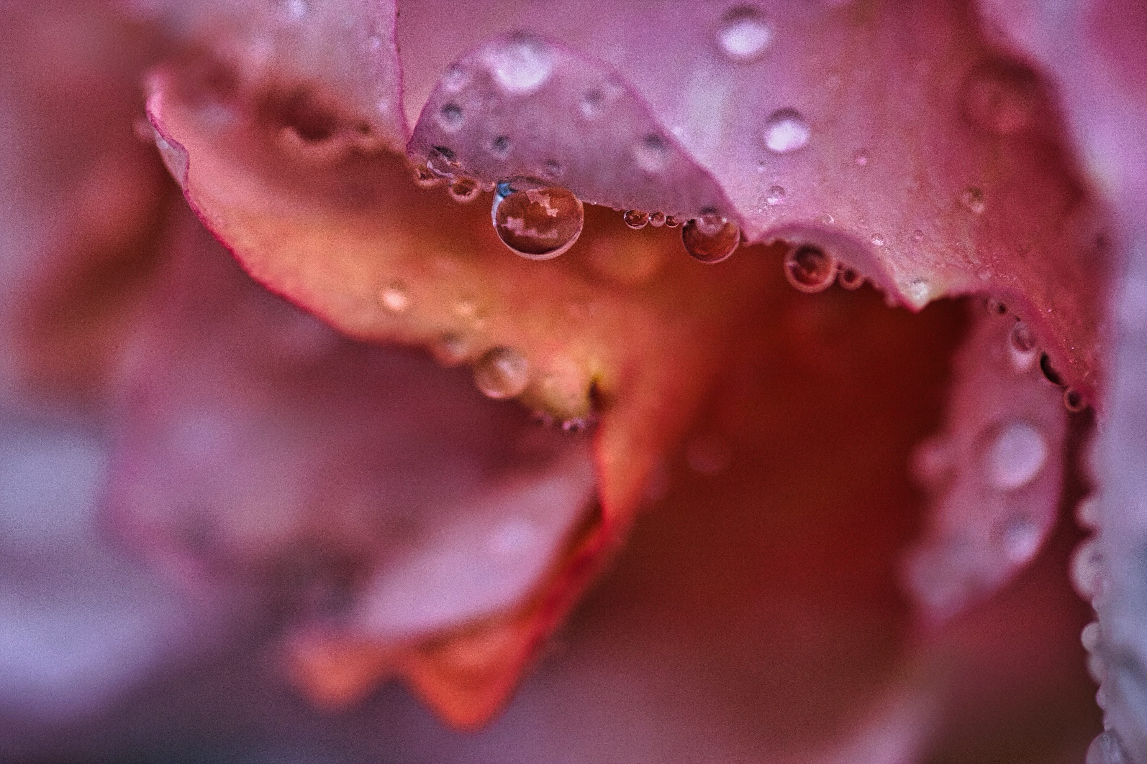 It's raining... the roses like it... I don't ☔️



#closeup #macrophotography #rosebud #gardenphotography #photography